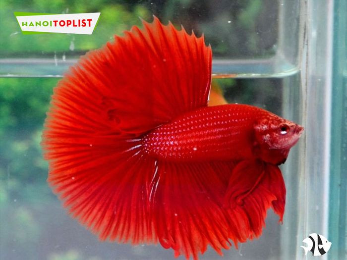 Cá betta vàng rực rỡ với vây xòe rộng trong bể kính tại Betta Aqua Store HN