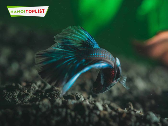 Cá betta xanh dương với bộ vây xòe đẹp mắt trong bể kính tại Cá Betta Hà Nội