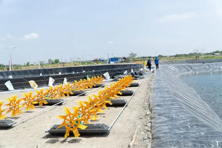 cá bị đốm trắng
