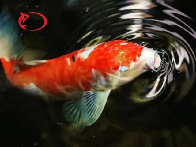 3.2. Hướng dẫn cách điều trị cá Koi bị đục mắt