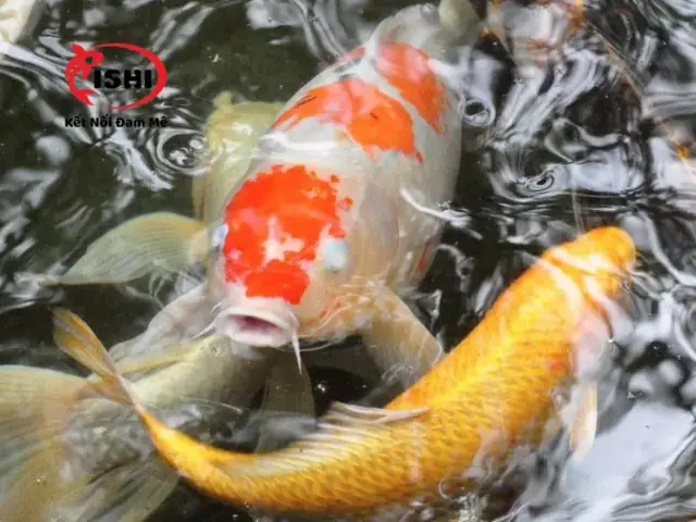 1. Nguyên nhân gây đục mắt ở cá Koi