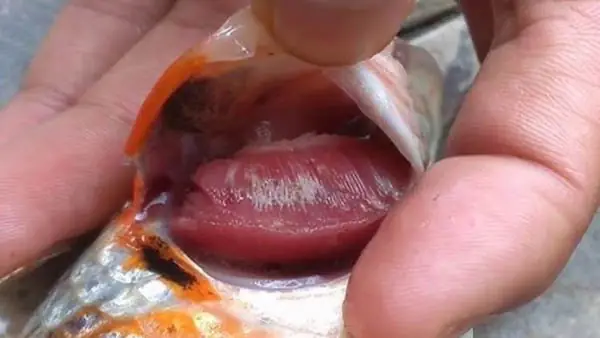Cá Bị Hở Mang: Nguyên Nhân, Triệu Chứng Và Cách Điều Trị