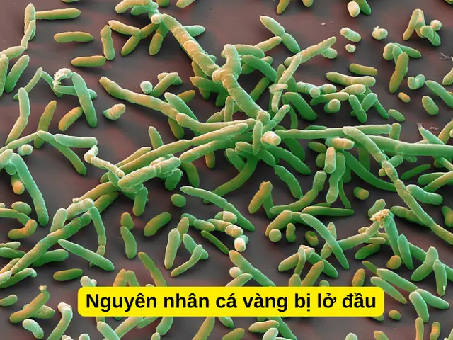 Cá Bị Lở Loét: Nguyên Nhân, Triệu Chứng Và Giải Pháp Điều Trị Toàn Diện
