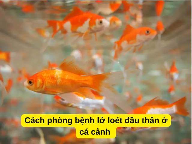 Cá Bị Lở Loét: Nguyên Nhân, Triệu Chứng Và Giải Pháp Điều Trị Toàn Diện