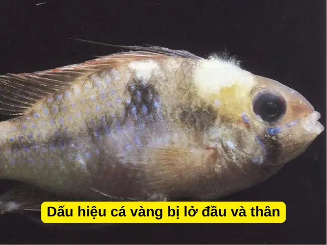 Cá Bị Lở Loét: Nguyên Nhân, Triệu Chứng Và Giải Pháp Điều Trị Toàn Diện