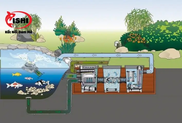 Tại sao cá bị lồi mắt? Dấu hiệu, Nguyên nhân và Cách điều trị hiệu quả