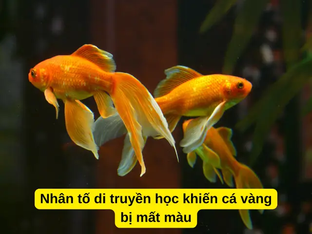 Tại Sao Cá Bị Mất Màu? Nguyên Nhân Và Hướng Dẫn Khắc Phục Toàn Diện