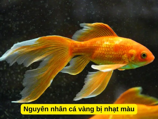 Tại Sao Cá Bị Mất Màu? Nguyên Nhân Và Hướng Dẫn Khắc Phục Toàn Diện