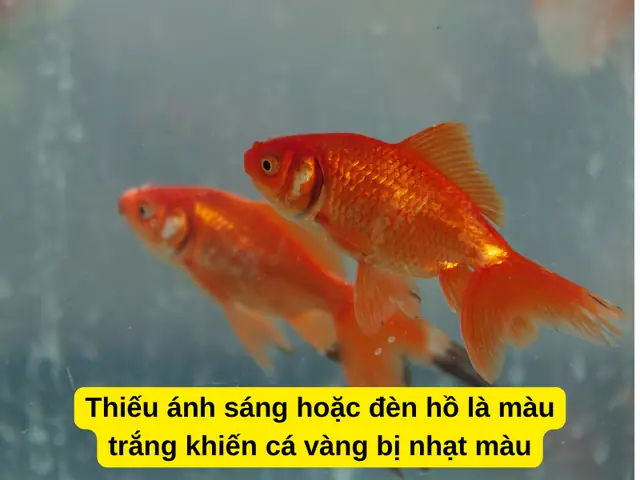 Tại Sao Cá Bị Mất Màu? Nguyên Nhân Và Hướng Dẫn Khắc Phục Toàn Diện