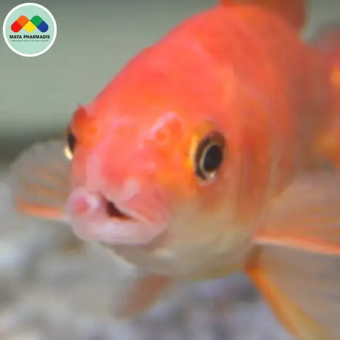 Cá Bị Nấm Miệng: Hướng Dẫn Nhận Biết, Điều Trị và Phòng Ngừa Toàn Diện