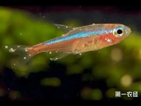 cá bị nấm trắng