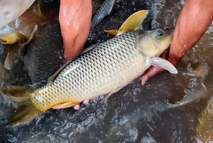 Cá bị nổi gân máu: Nguyên nhân, cách điều trị và phòng ngừa hiệu quả