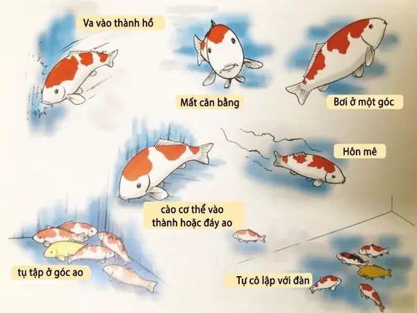 Cá bơi lội bất thường