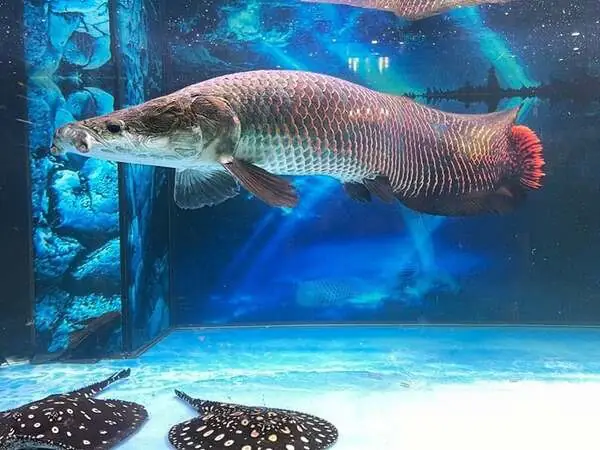 Hành vi lờ đờ, ít hoạt động