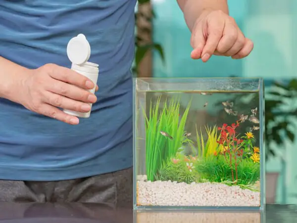Cách phòng ngừa sình bụng cho cá hiệu quả