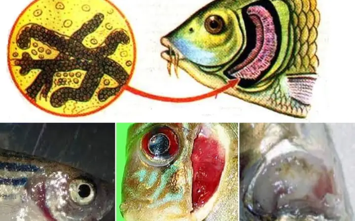 Cá Bị Sưng Mang: Nguyên Nhân, Dấu Hiệu & Cách Điều Trị