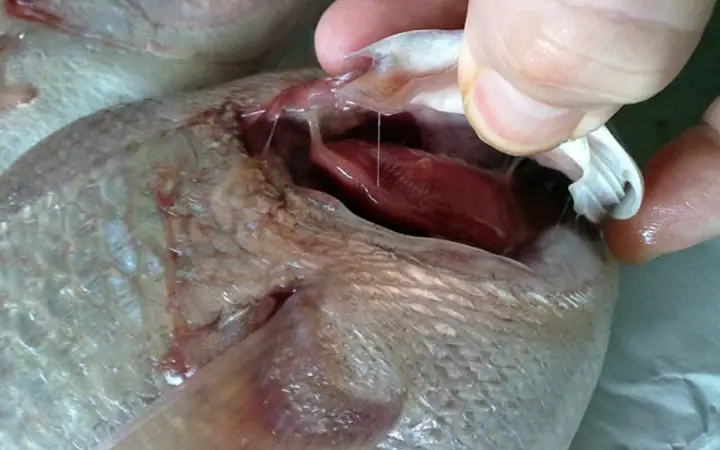Cá Bị Sưng Mang: Nguyên Nhân, Dấu Hiệu & Cách Điều Trị