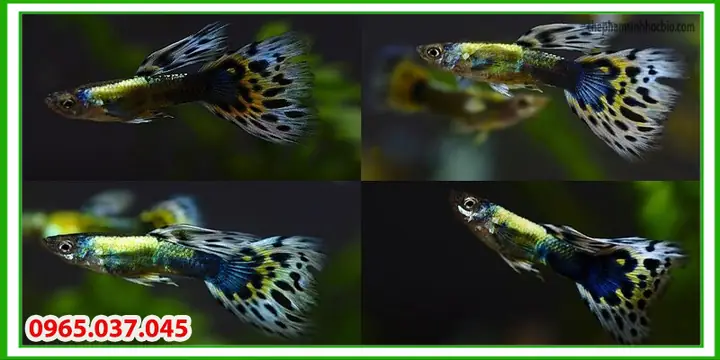 Xử lý ngay nguyên nhân cá bị bệnh