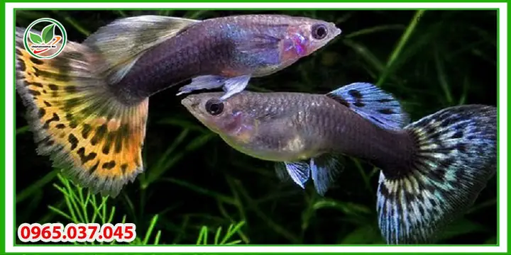 Triệu chứng thối thân ở cá