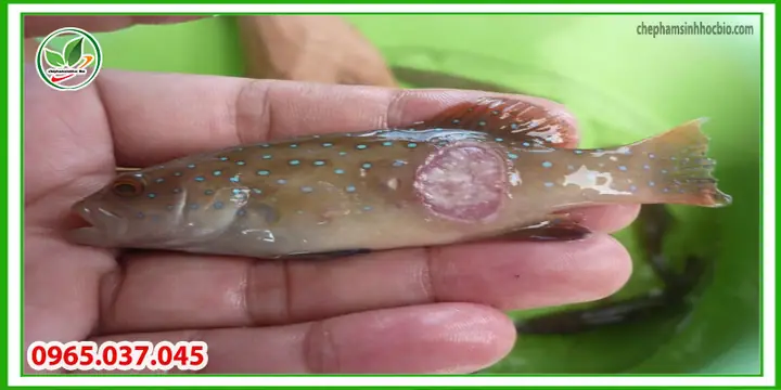Giải đáp cá bị thối thân