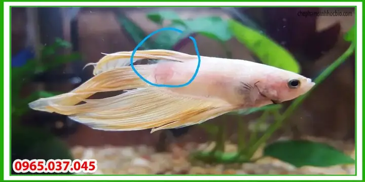 Nguyên nhân gây bệnh thối thân