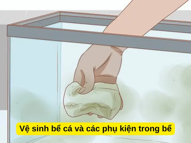 Vệ sinh bể cá và các phụ kiện trong bể