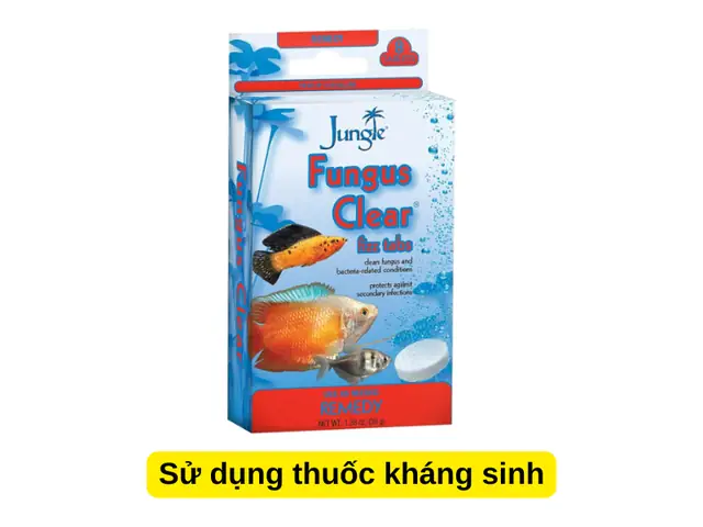 Sử dụng thuốc kháng sinh