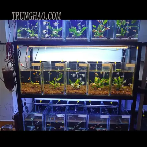 Cá bị túm lắc: Dấu hiệu, nguyên nhân và cách chữa trị hiệu quả