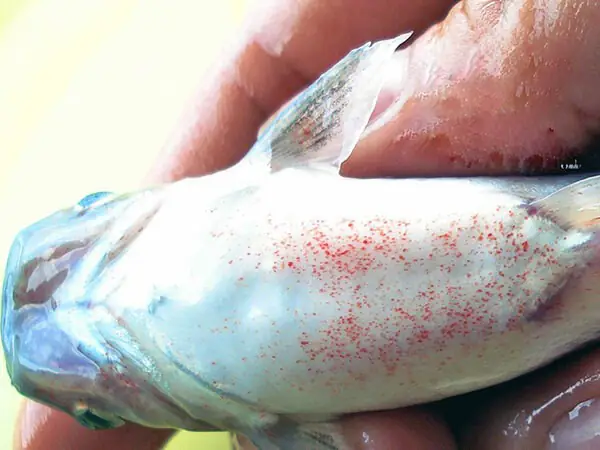 Cá Bị Xuất Huyết: Nguyên Nhân, Triệu Chứng & Hướng Dẫn Điều Trị