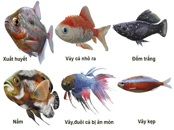 Cá Bị Xuất Huyết: Nguyên Nhân, Triệu Chứng & Hướng Dẫn Điều Trị