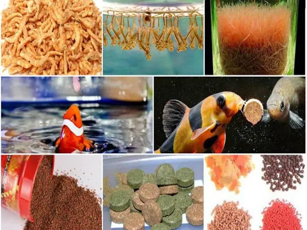 Cá Bị Xuất Huyết: Nguyên Nhân, Triệu Chứng & Hướng Dẫn Điều Trị