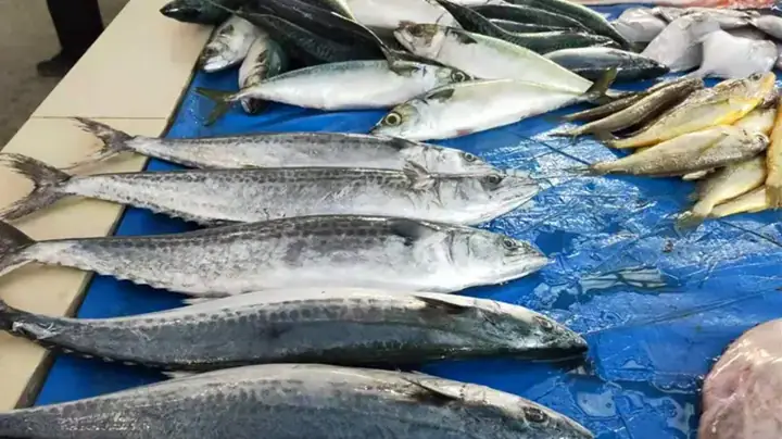 Cá biển loài đại diện: Những cái tên nổi bật và đặc trưng
