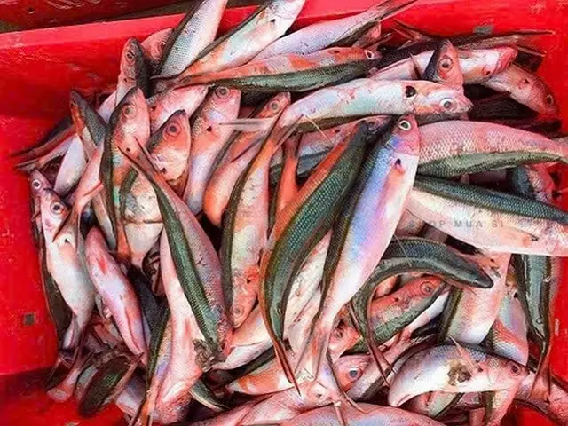 Vì Sao Cá Biển Có Màu Đỏ Sau Khi Chế Biến? Chuyên Gia Giải Đáp