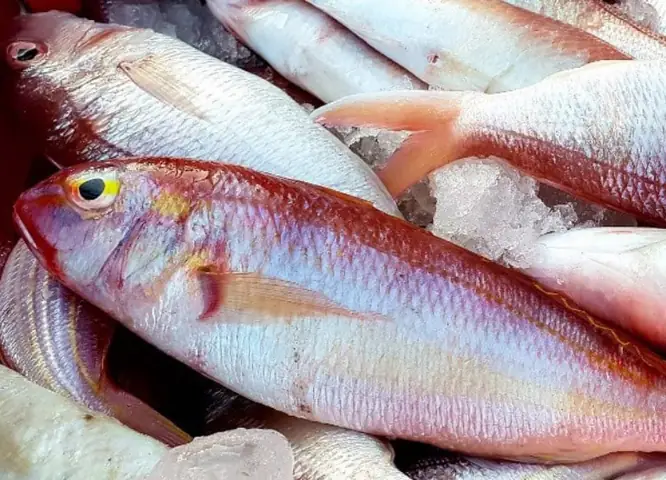 Cá hồng biển 4-5 kg/con