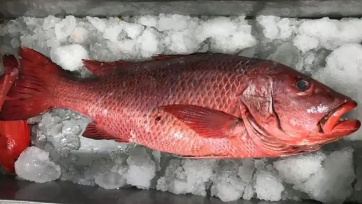 Cá hồng biển có đặc điểm gì?