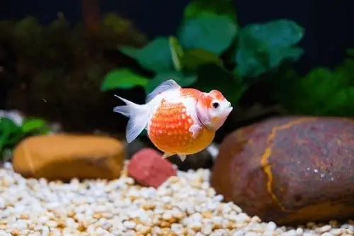 Cá Bingboong Ăn Gì? Hướng Dẫn Chăm Sóc Dinh Dưỡng Toàn Diện