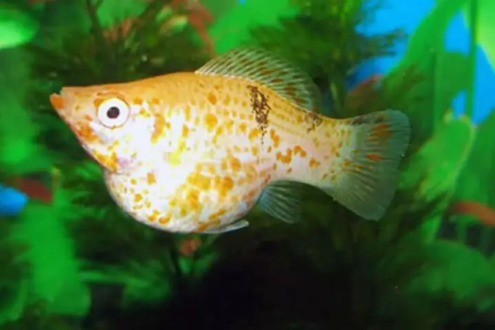 Cá bình tích đẻ xong chết do mệt