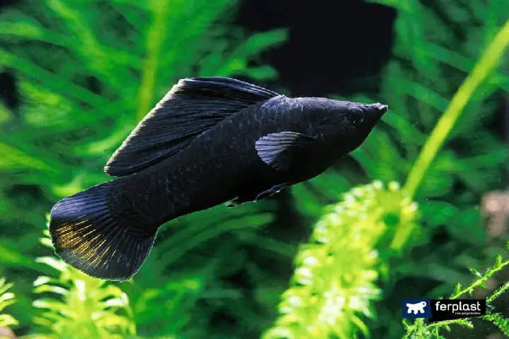 Mục lục