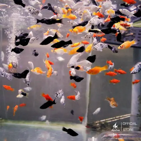 Nguồn Gốc Của Cá Bình Tích