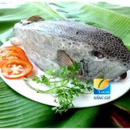 CÁ BÒ HÒM PHAN THIẾT