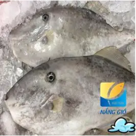 CÁ BÒ DA