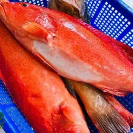 CÁ MÚ ĐỎ