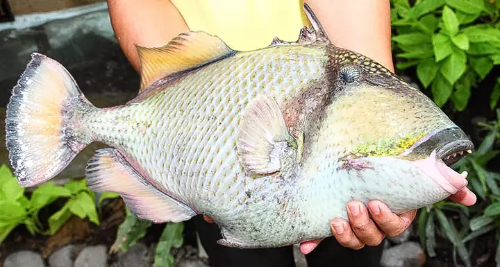 Cá Bò Giáp Wiki: Đặc Điểm, Tập Tính Và Cách Chăm Sóc