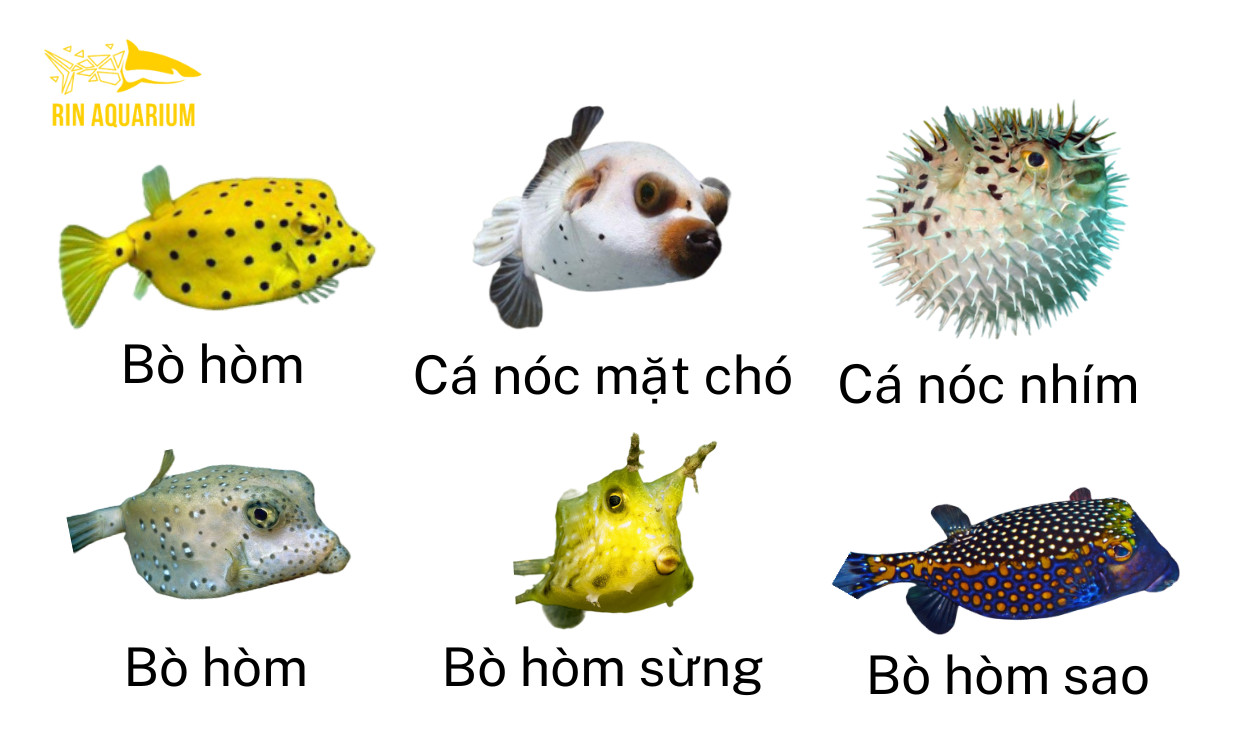 Cá bò hòm với hình dáng độc đáo và lớp da cứng cáp bơi lội trong bể, cho thấy vẻ đẹp khác lạ của loài cá cảnh biển này.