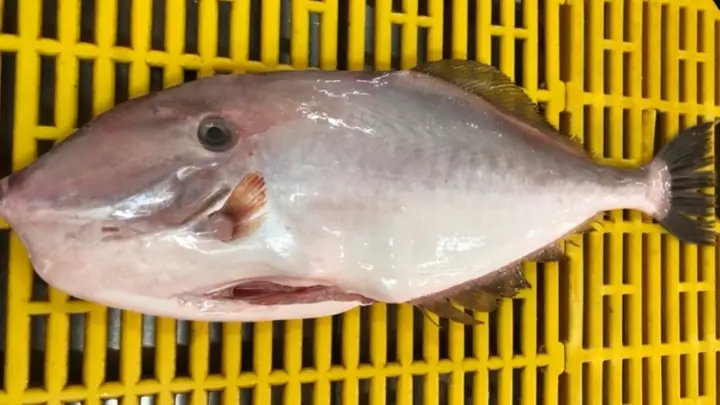 Cá da bò là cá gì?