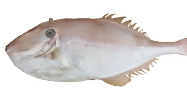 Cá da bò