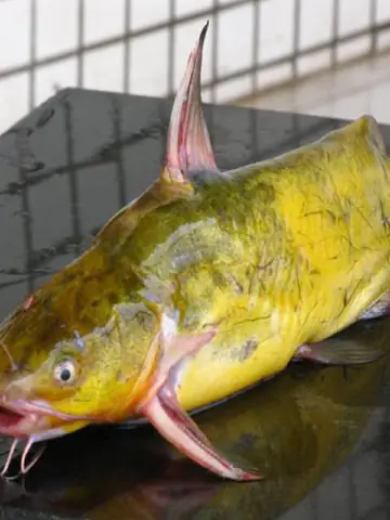 cá bò nước ngọt