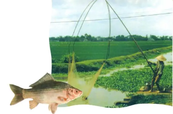 Cá bơi bằng gì: Cơ chế và bộ phận di chuyển dưới nước