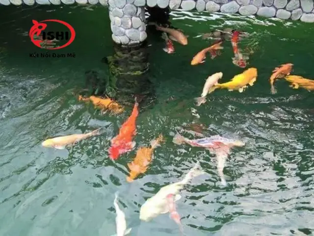 Cá Bơi Ngửa Bụng: Nguyên Nhân, Cách Khắc Phục Hiệu Quả
