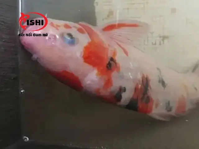 Cá Bơi Ngửa Bụng: Nguyên Nhân, Cách Khắc Phục Hiệu Quả